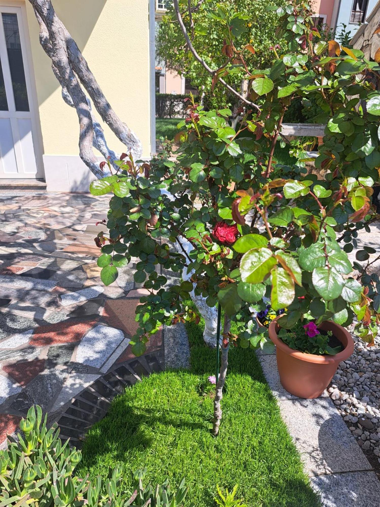 Apartments Nena بودْسْتغانا المظهر الخارجي الصورة